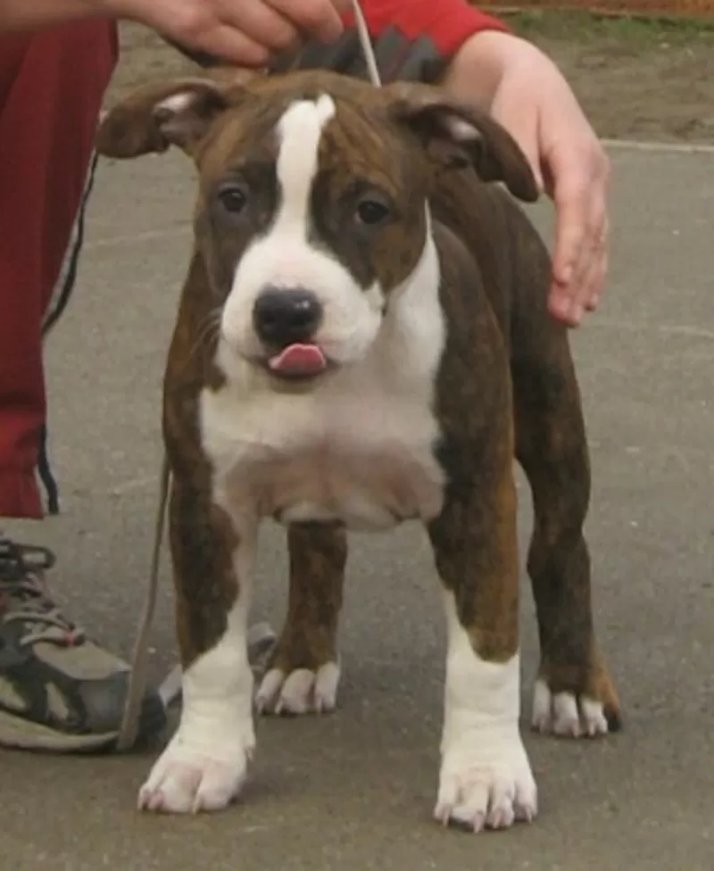 Американский Стаффордширский Терьер. Выставочные щенки!!! 4