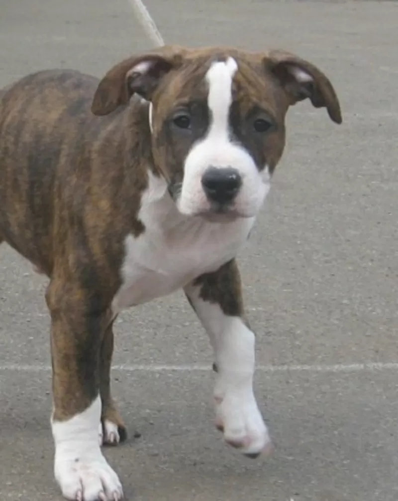 Американский Стаффордширский Терьер. Выставочные щенки!!! 3