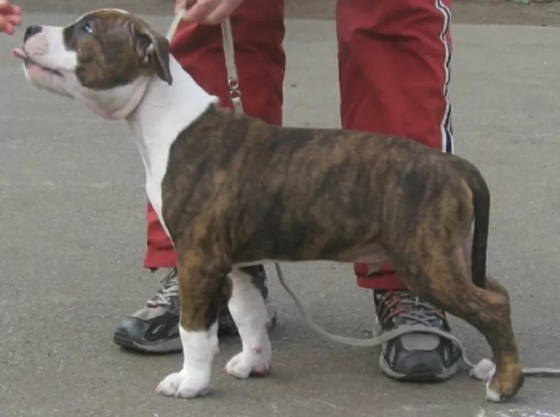 Американский Стаффордширский Терьер. Выставочные щенки!!! 2