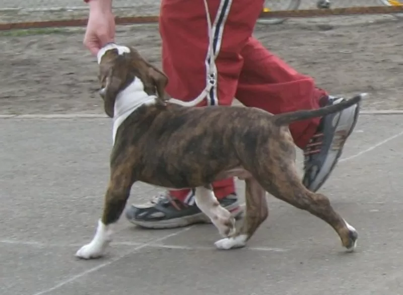 Американский Стаффордширский Терьер. Выставочные щенки!!! 6