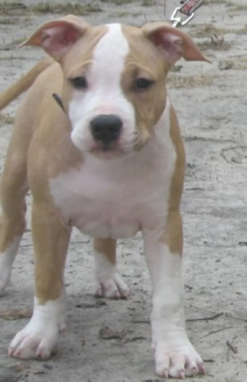 Американский Стаффордширский Терьер. Выставочные щенки!!! 7