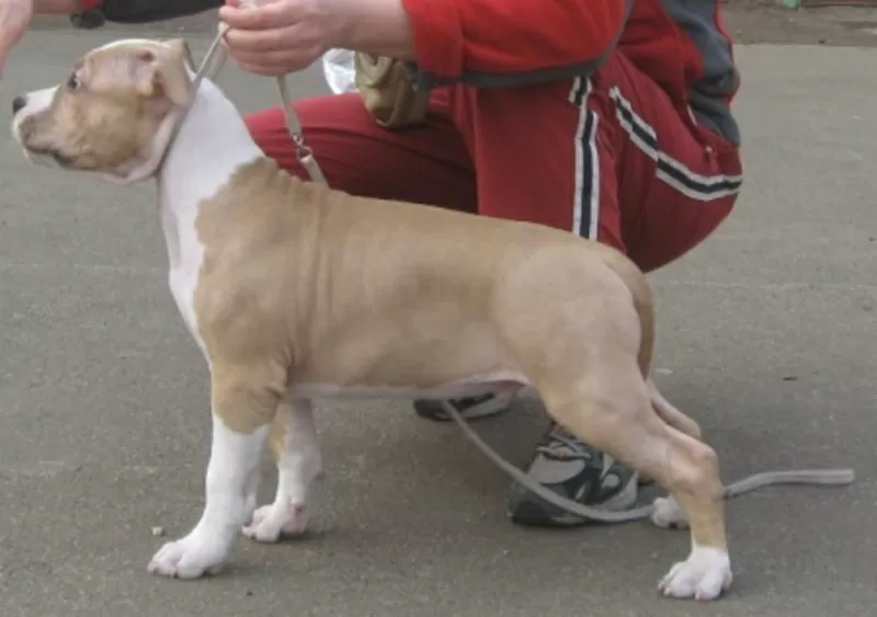 Американский Стаффордширский Терьер. Выставочные щенки!!! 8