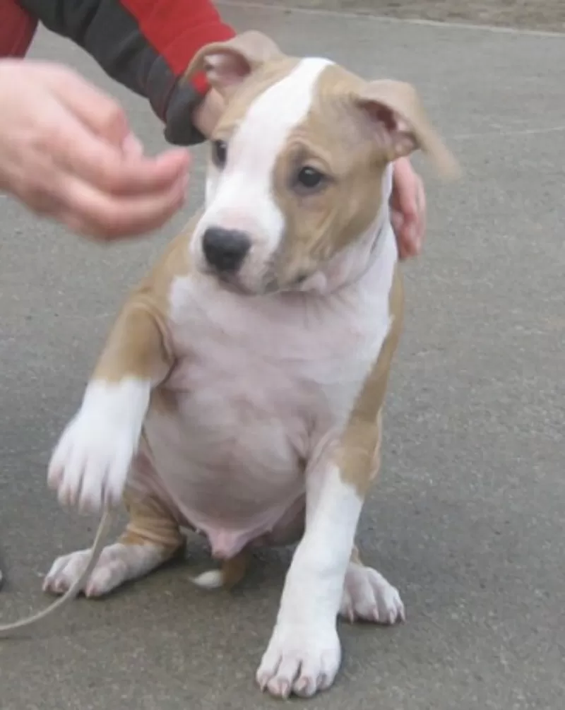 Американский Стаффордширский Терьер. Выставочные щенки!!! 9