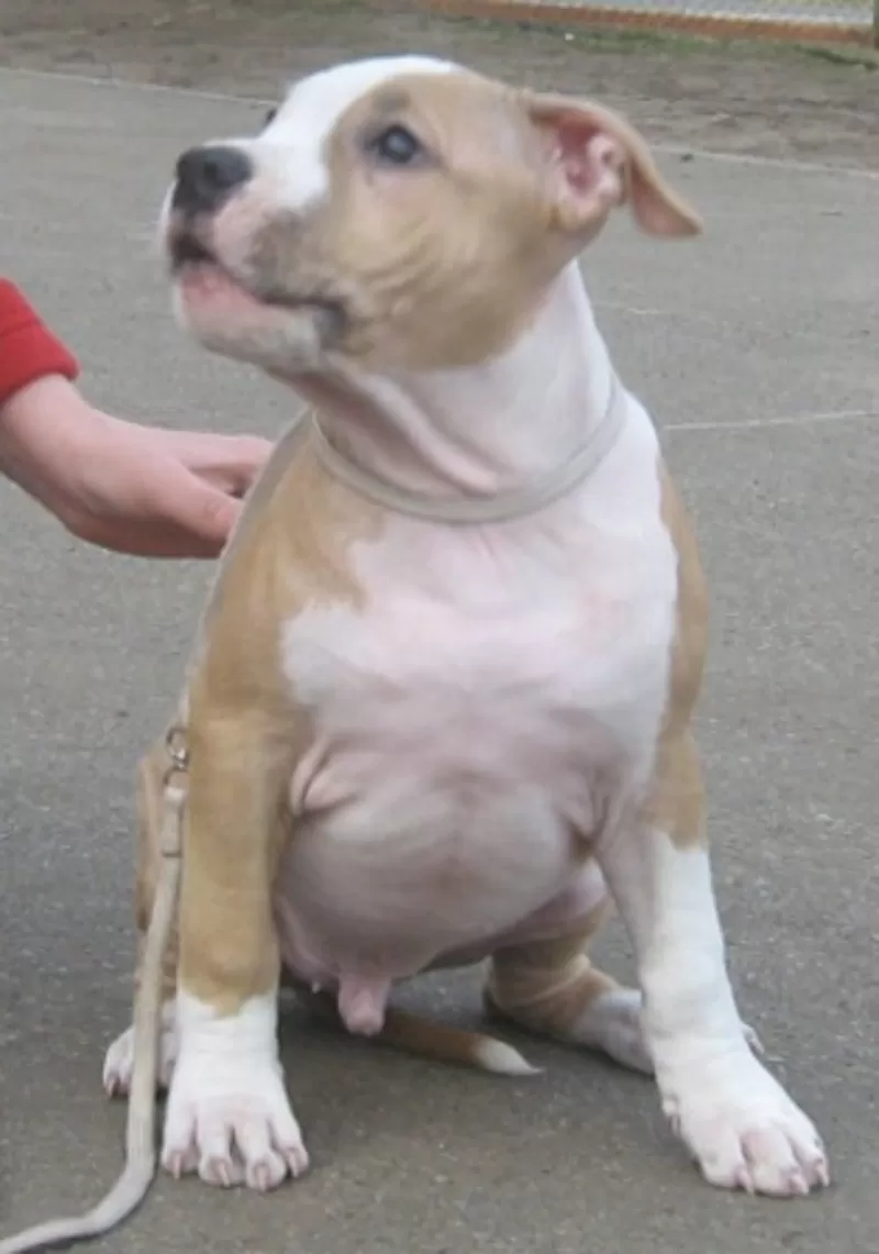 Американский Стаффордширский Терьер. Выставочные щенки!!! 10