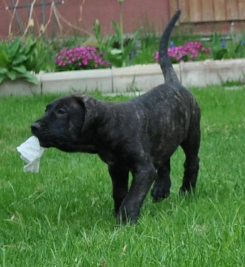 Щенки Канарского дога (Dogo Canario)