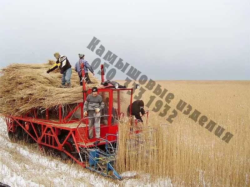 Возьму в аренду комбайн для выкоса камыша.