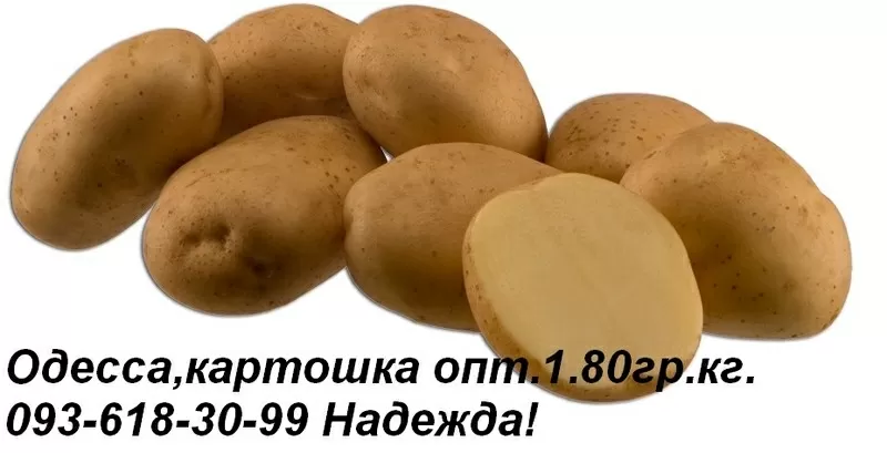 Одесса картошка опт 1.80гр. кг. Звоните 093-618-30-99 Надежда. 