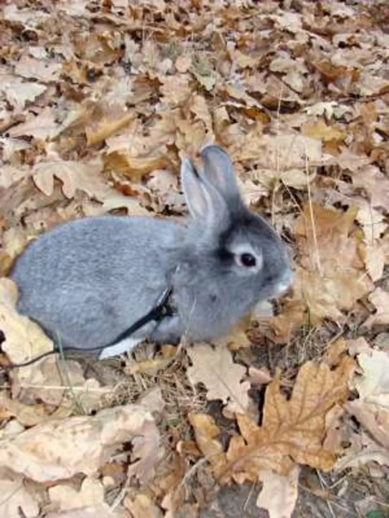 Продам карликовых кроликов 3