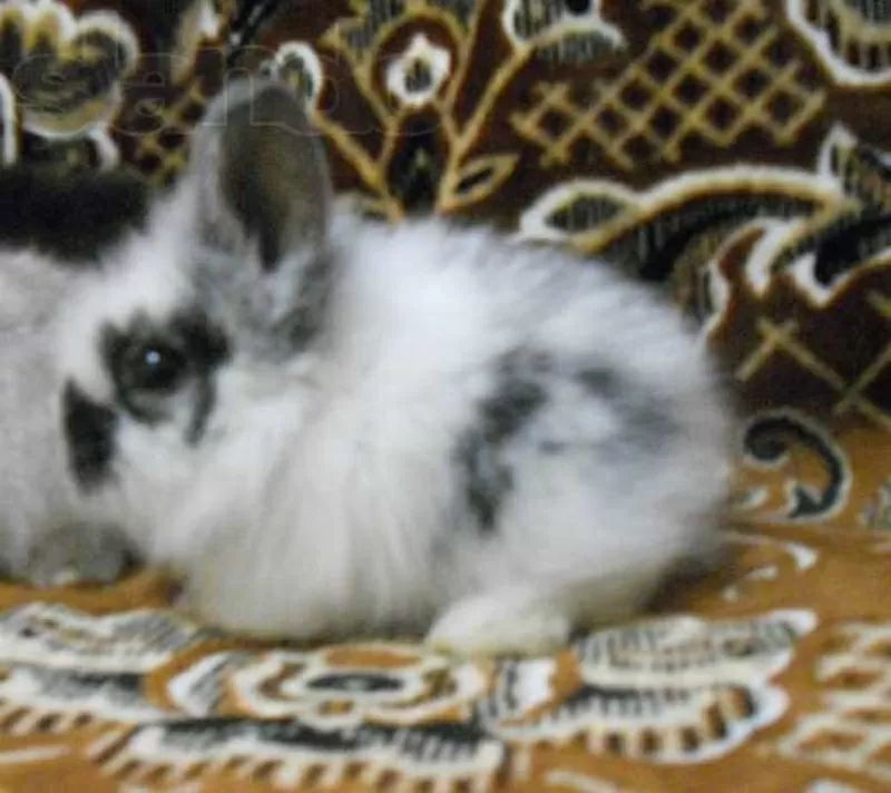 Продам карликовых кроликов 2