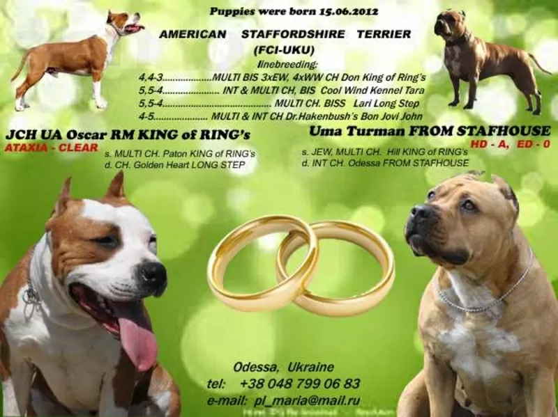 Американский стаффордширский терьер. Импортные крови! КСУ-FCI 2