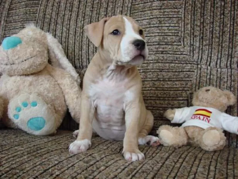 Американский стаффордширский терьер. Импортные крови! КСУ-FCI 3