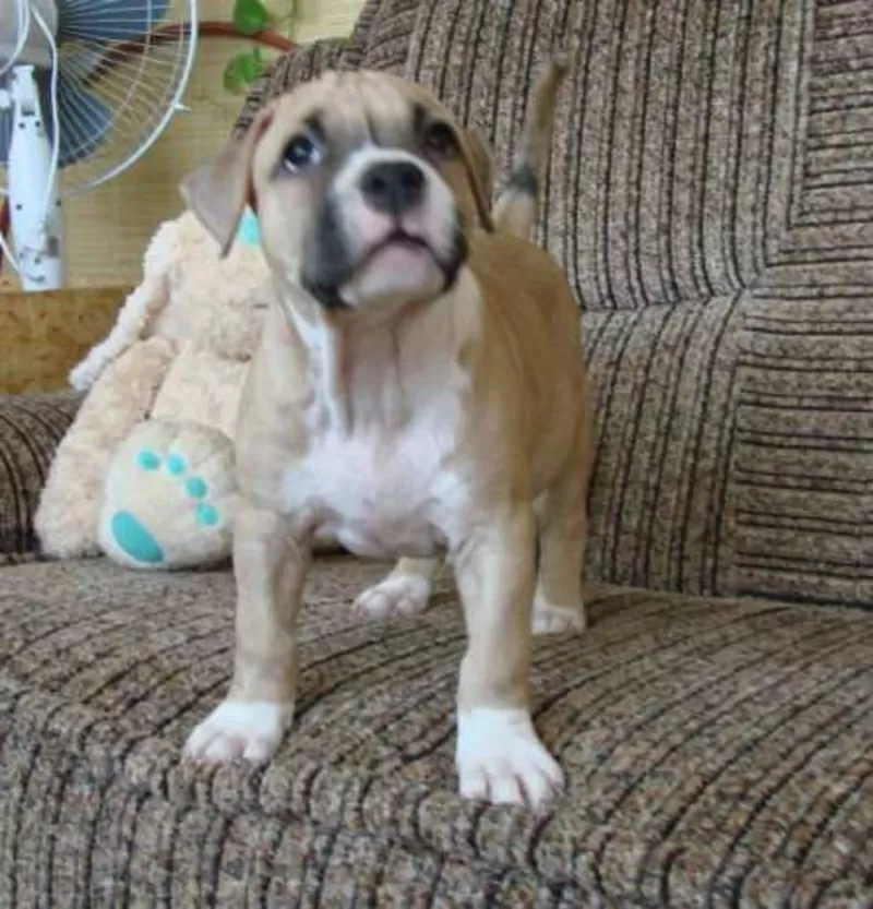 Американский стаффордширский терьер. Импортные крови! КСУ-FCI 4