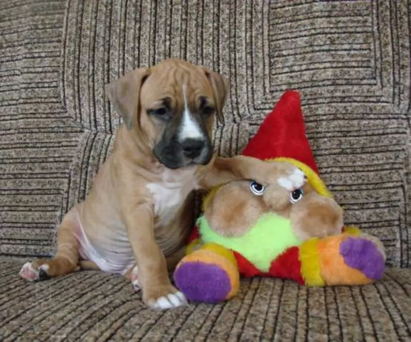 щенок АСТ, питомник.Импортные крови! КСУ-FCI