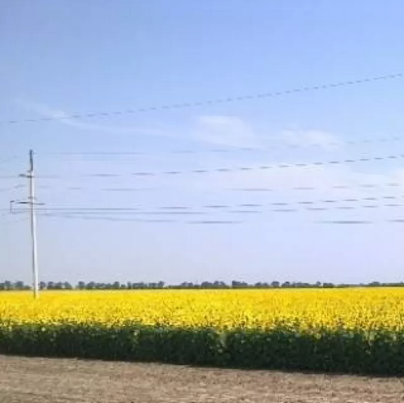 Продам агрофирму в Одесской области