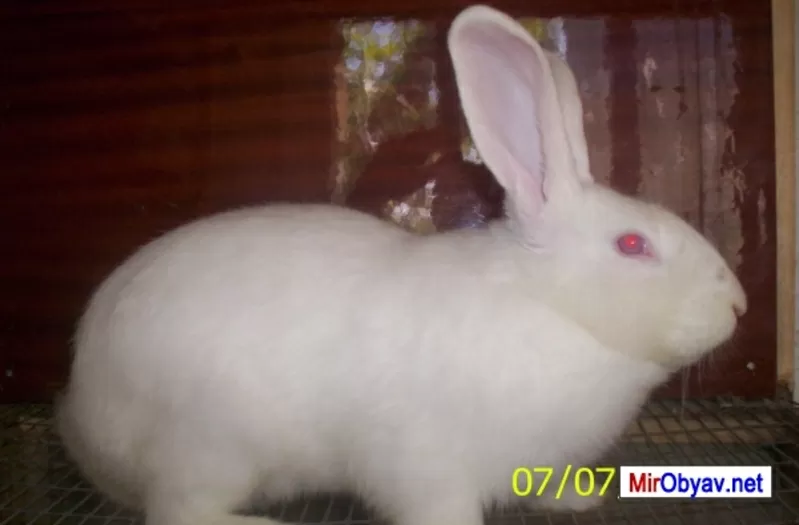 Продам кроликов! 3