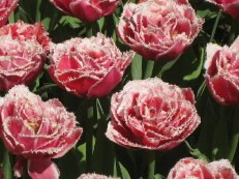 сдам 2-х ком.квартиру на Пос.Котовского 2200 грн.