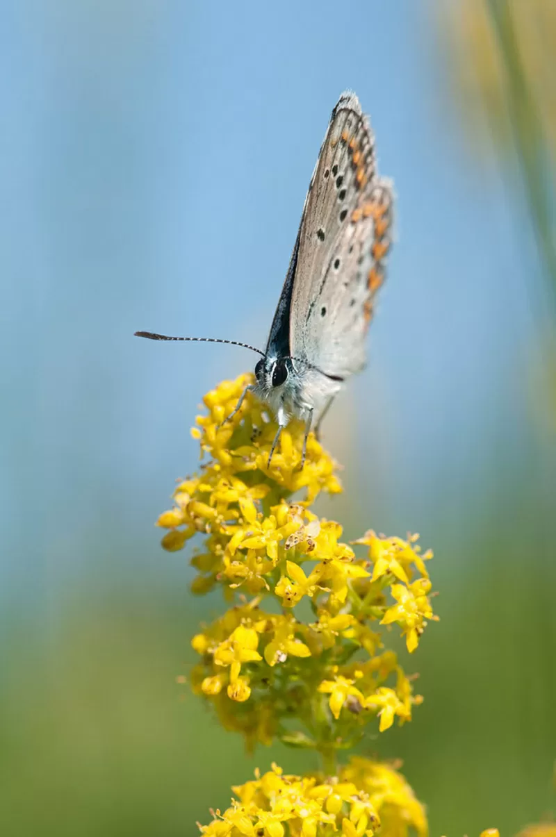 Живое диетическое питание для  безопасной  коррекции веса