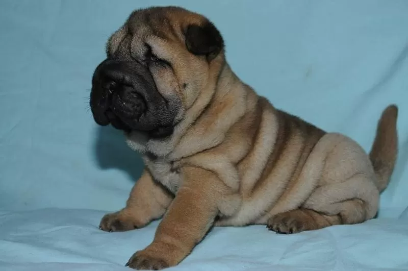 Шар-пей щенки в Одессе 2