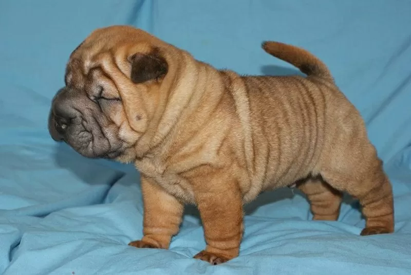 Шар-пей щенки в Одессе 3