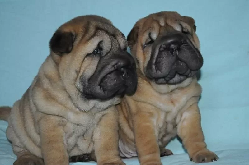 Шар-пей щенки в Одессе 4