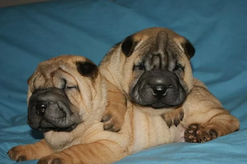 Шар-пей щенки в Одессе