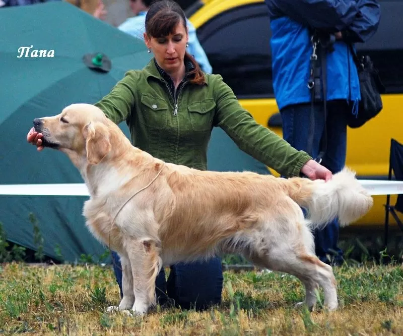 Щенки золотистого ретривера