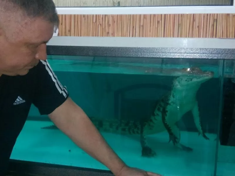 НИЛЬСКИЙ КРОКОДИЛ Crocodylus niloticus - 1.2 метра - 1000$. 2