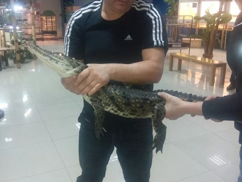 НИЛЬСКИЙ КРОКОДИЛ Crocodylus niloticus - 1.2 метра - 1000$.