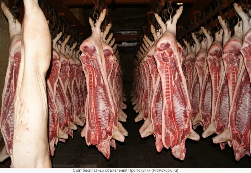 Мясо свинины в тушах и полутушах оптом от производителя