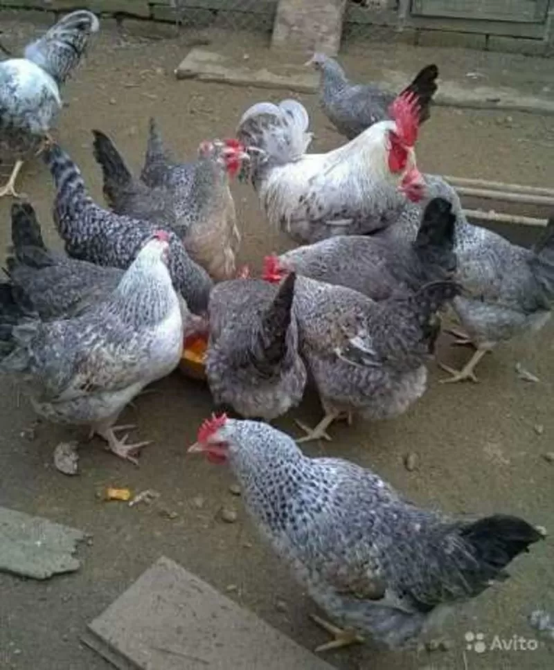 Подрощенные цыплята несушки Борковская барвистая