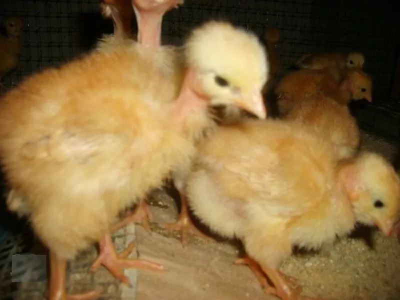 Суточные и подрощенные цыплята Голошейка и Редбро 2