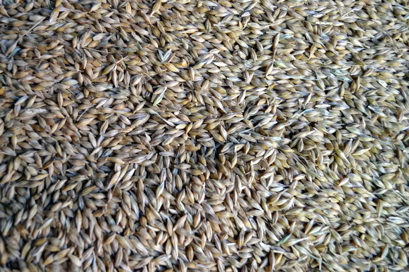 Ячмінь пивоварний на експорт від виробника / Malting barley