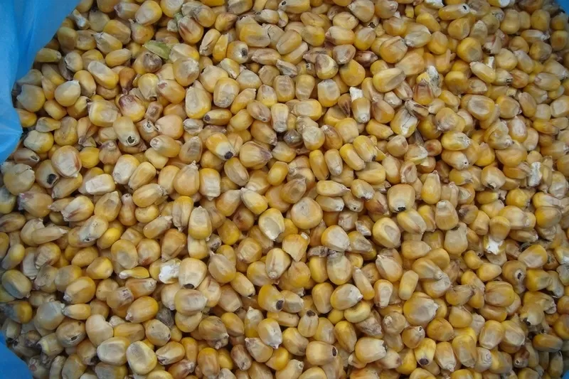 Кукурудза на експорт / Corn for export