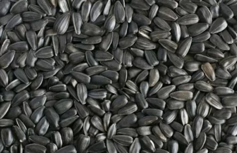 Насіння соняшника на експорт від виробника / Sunflower seeds  for expo