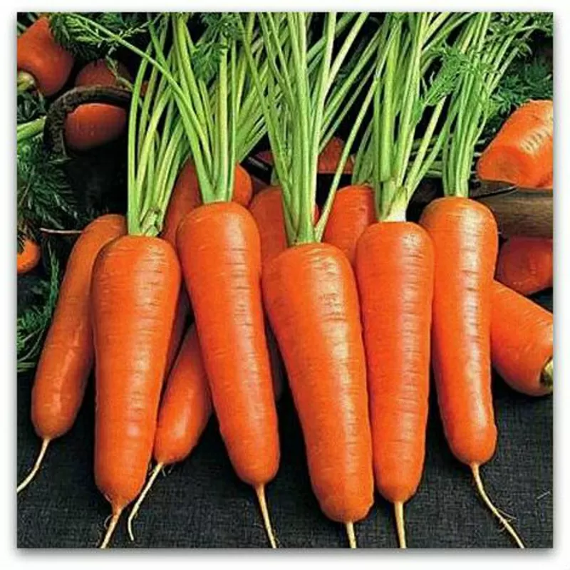 Продам свеклу (300 т) и морковь (400 т),  производитель. 2