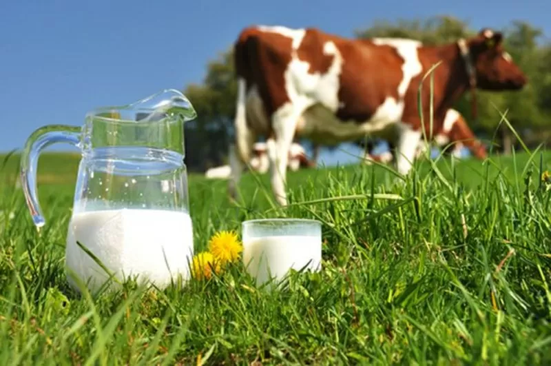 Домашнее коровье молоко (ОПТ)