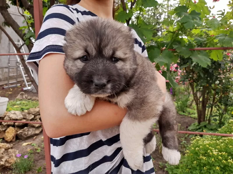 Щенки кавказкой овчарки,  Одесса,  Одесская область,  Овидиопольский р- н