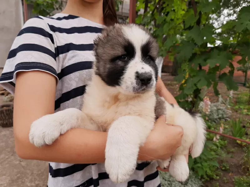 Щенки кавказкой овчарки,  Одесса,  Одесская область,  Овидиопольский р- н 3