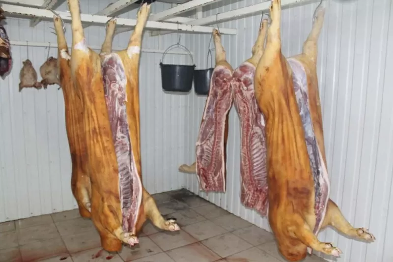 Свинина свежий забой  по самой низкой цене в Одессе и Одесской области