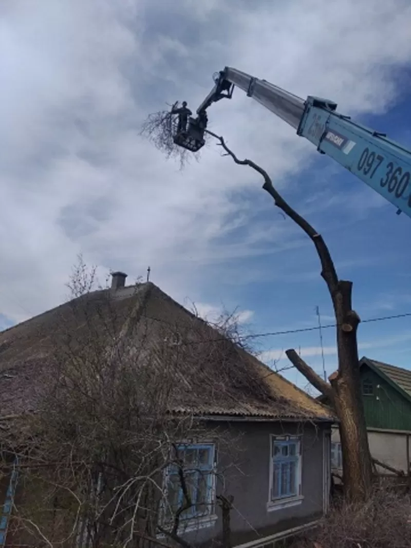 Спилим,  обрежем деревья руками из плеч,  все аккуратно