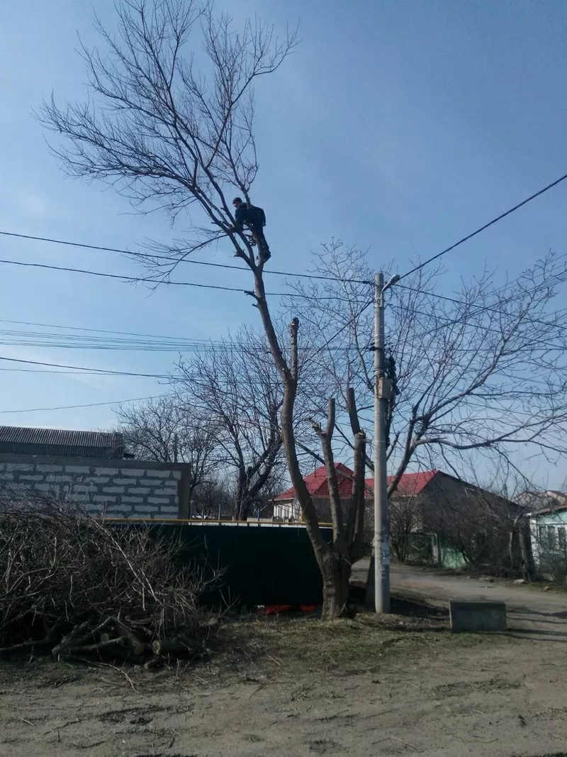 Спилить дерево. Вывоз. Профессионально,  аккуратно 4