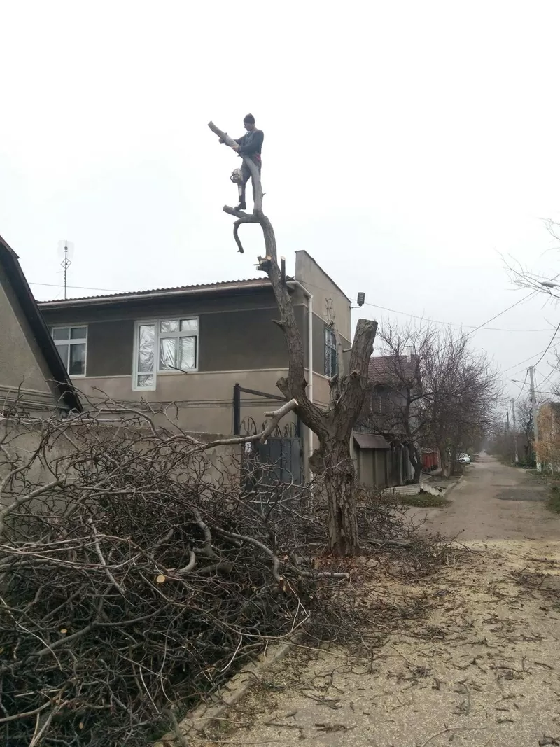 Спилить дерево. Вывоз. Профессионально,  аккуратно 5