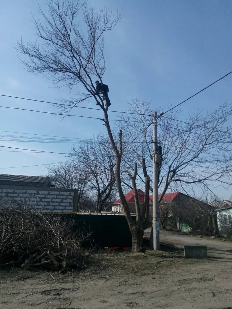 Профессионально,  аккуратно спилим дерево. Вывозим 3