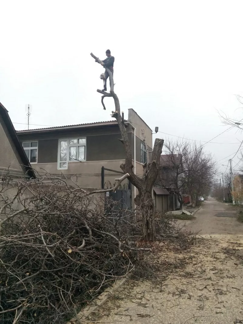 Профессионально,  аккуратно спилим дерево. Вывозим 2