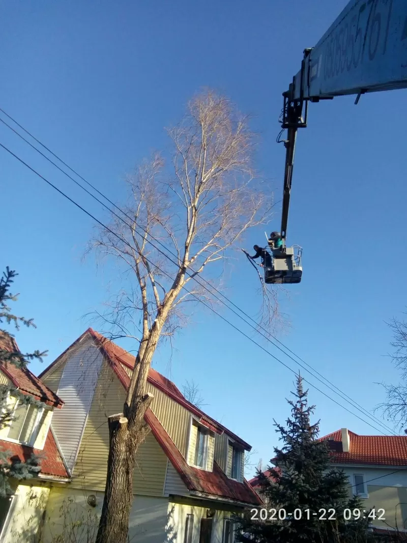 Профессионально и аккуратно спилим дерево,  вывезем 4