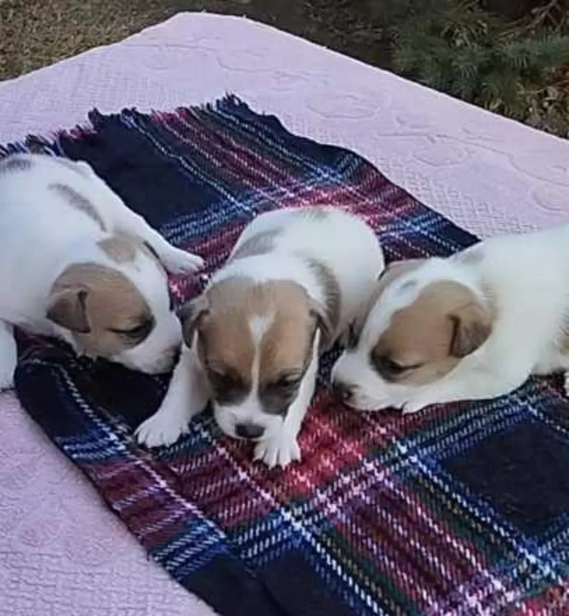 Щенки Джек Рассел Терьер Одесса,  (Jack Russell Terrier puppies Odessa)