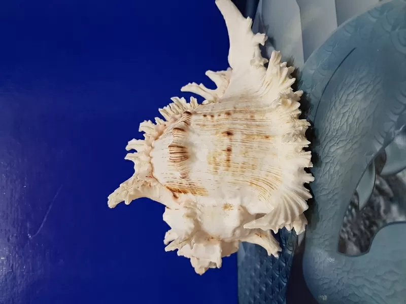 Ракушка Murex Ramsus