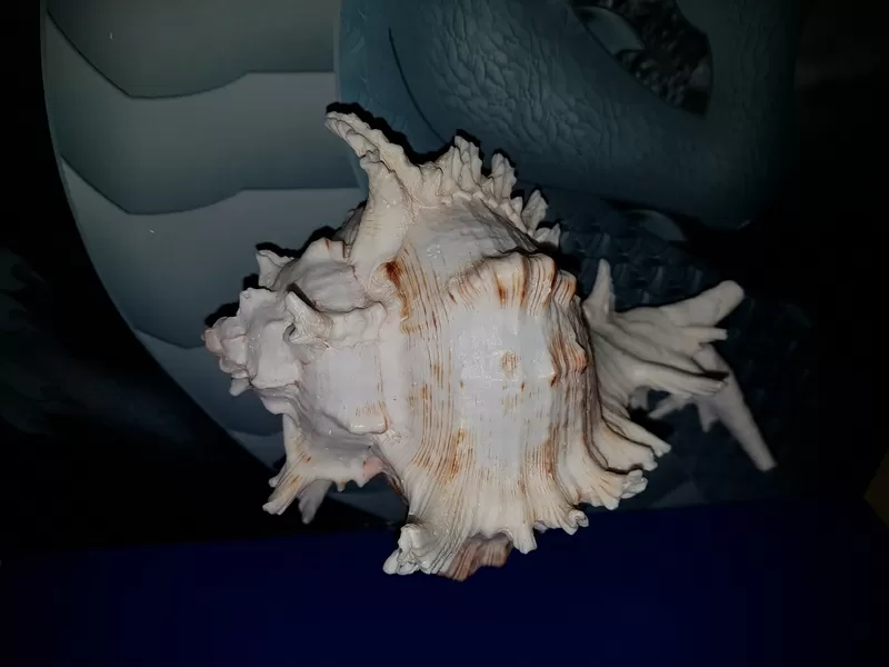 Ракушка Murex Ramsus 3