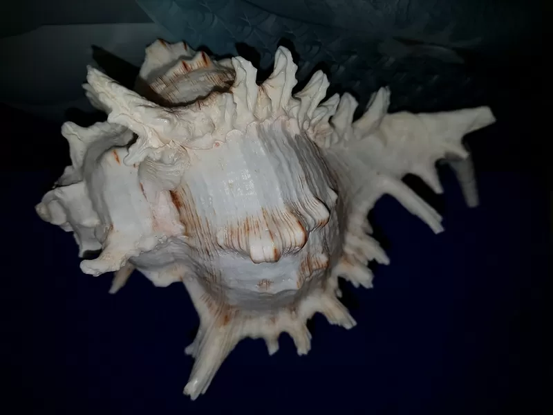 Ракушка Murex Ramsus 4