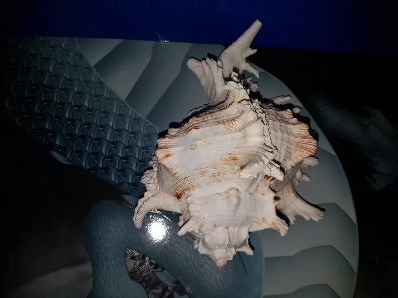 Ракушка Murex Ramsus 7